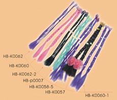 Fashion Barrette