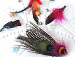 Feather
